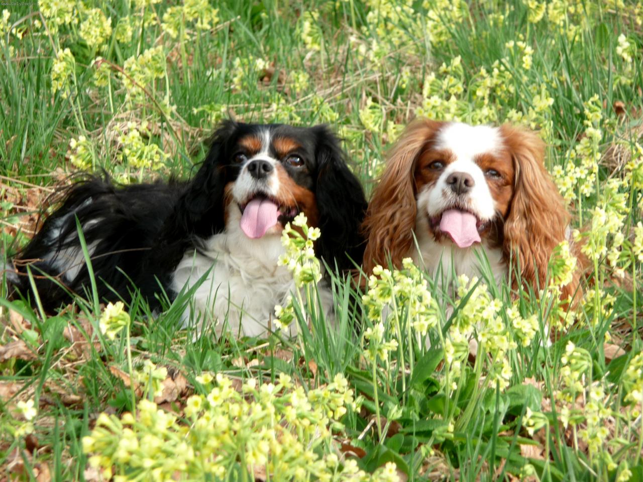 Foto: Kavalíří holky