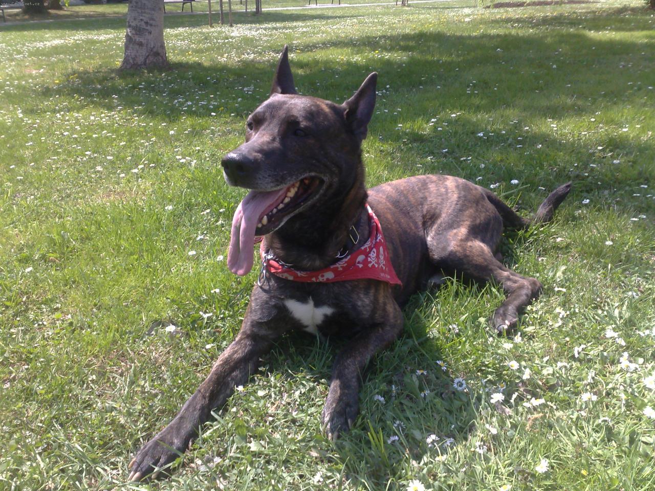 Foto: kříženec holandského ovčáka-JACKYLL