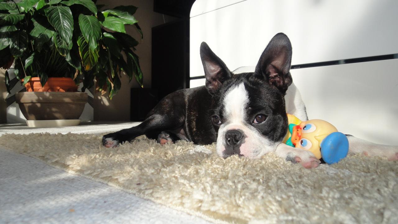 Foto: Bostonský teriér-Berwin-doma