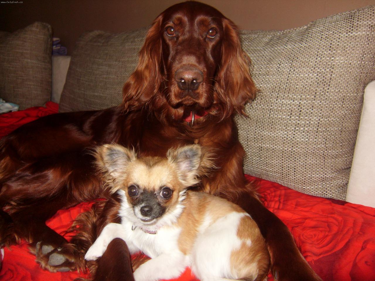 Foto: miláčci-terezka