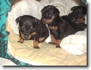 štěňata krysaříku