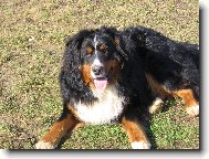 Harry - já jsem já