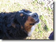 Harry - mě se bát nemusíte