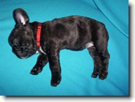 Buldoček Rozárka - 7 týdnů