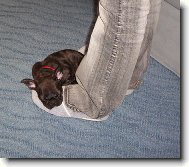 Buldoček Rozárka - 19.3.2006