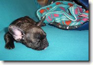 Buldoček Rozárka - 2,5 měsíce