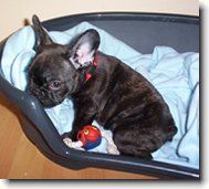 Buldoček Rozárka - 3 měsíce