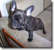 Buldoček Rozárka - 3,5 měsíce