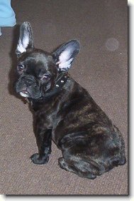 Buldoček Rozárka - 3,5 měsíce