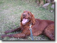 Náš Max - miláček rodiny