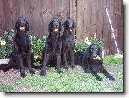 smečka z ch.st. Black Brianta :)