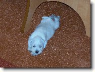 Naše 7 týdenní miminko