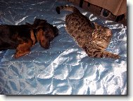 naše malá Tina-Koule