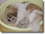 Tibetský Španěl Shady