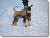 Knírač pepř a sůl