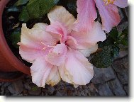 růžový plnokvětý