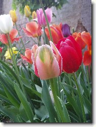 směs různých barev