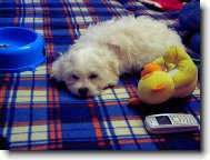 Tobbyšek když je unavenej!