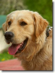 Naše zlatíčko Benny