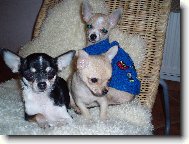 Miška, Bennino M.A. a Sheriff Jeff