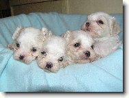 Štěňata \"z Nového Města\"