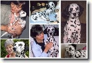 \"Meisje\" (holčička v Nizozemský jazyk)