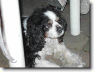 kavalír king charles španěl