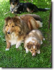 Eliška a její štěňátko