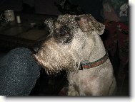 střední kňíračka