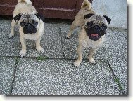 Queenynka a Čikinka