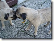 Queeny a Čiki se mají opravdu rádi:)