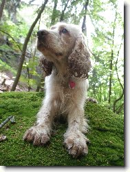 barnabáš v českém ráji