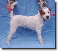 Lumpárna mi číší z očí