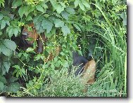 Šípková Růženka