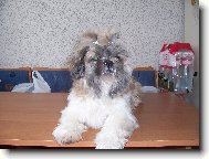 Akimek musel byt ostříhaný kvuli velkemu teplu