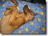 Ron,majitelka Z.Hlaváčková