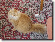 kříženec sibiřské kočky