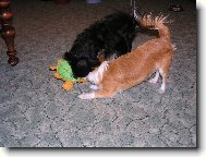 Psi zardousili želvu!