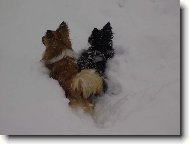 Sněhový razící štít