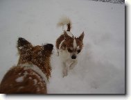 \"Jak to vypadá vepředu šéfe?\" - \"Sněhu je po uši.\"