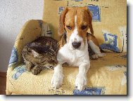 Ten kocúr je besný!