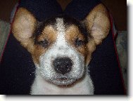 To je netopier, či bígl ???