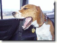 Zastavte chcem cikáááááť !!!