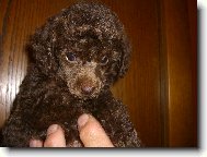 Pudl toy hnědý - 8 týdnenní štěně