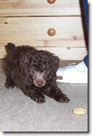 Pudl toy hnědý - 8 týdnenní štěně