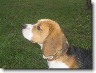 Aj, to je  mi ale klásný bíglík