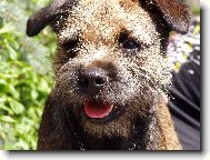 Detail border teriér