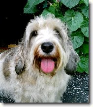 Nicolette z Mimoňské podkovy