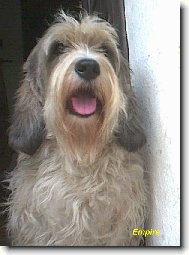 Český šampion a Český šampion práce