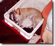 Kessinka a její kluci